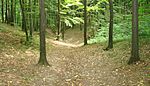 Codrii 01.jpg
