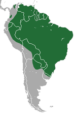 Tamandua tetradactyla