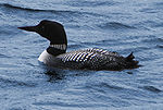 Common Loon.jpg