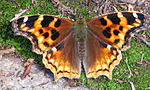 Compton Tortoiseshell, Temagami.jpg