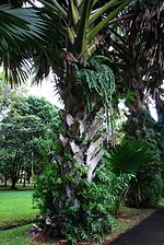 Corypha umbraculifera talipot Pamplemousse.jpg