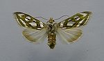 Cucullia argentea.jpg