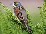 Dickcissel23.jpg