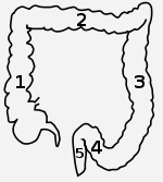 Dickdarm-Schema.svg