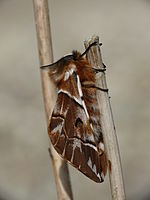 Endromis versicolora 01 (HS).JPG