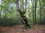 Fagus sylvatica Navarra(4).JPG