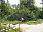 Fau Verzy1.JPG
