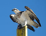 Female Pandion.jpg