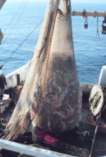 Fish on Trawler.jpg