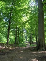 Forêt.JPG
