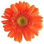 Gerbera white background.jpg