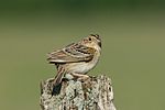 Grasshopper Swallow.jpg