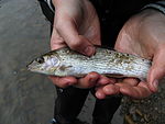 Grayling.JPG