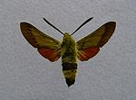 Hemaris croatica.jpg