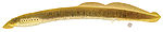 Ichthyomyzon greeleyi.jpg