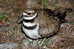 Killdeer2.jpg