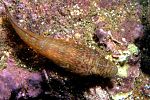 Lepadogaster candolii.jpg