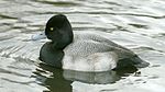 Lesser Scaup (Aythya affinis).JPG