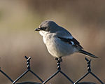 Loggerhead Shrike Palo Alto.jpg