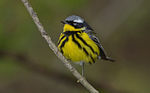 Magnolia warbler.jpg