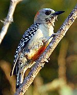 Melanerpes rubricapillus.jpeg