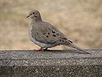 Mourning Dove Image 002.jpg
