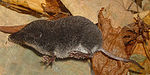 Neomys anomalus.jpg