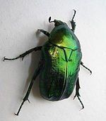 Netocia aeruginosa.jpeg