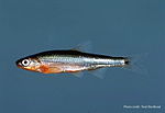 Notropis leuciodus.jpg