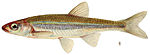 Notropis rubellus.jpg