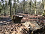 Nsg teterower heidberge 06.JPG