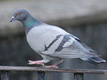 Orsopapera-colombo 002.JPG