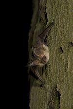 Plecotus austriacus.jpg