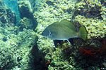Poisson-Corb.jpg