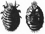 Polish cochineal closeup.JPG