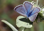 Polyommatus molleti.jpg
