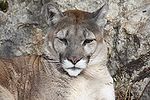 Puma 13.jpg