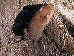 Red-backed vole.jpg