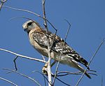 Red-shouldered Hawk2.jpg