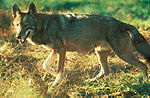 Redwolf.jpg