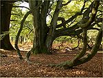 Rotbuche Reinhardswald.jpg