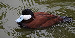 Ruddy duck 2.jpg