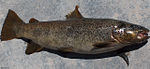 Salmo labrax.jpg
