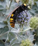 Scolia maculata1.jpg