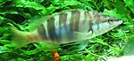 Serranus scriba by Line1.jpg