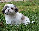 ShihTzuPup.jpg