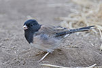 Slate-colored Junco.jpg