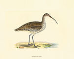 Slender-billed Curlew.jpg