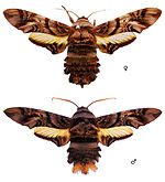 Sphecodina caudata copy.jpg