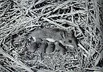 White.footed.mouse.with.sucklings.jpg